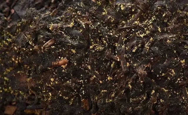 普洱茶的金花怎么鑒別？