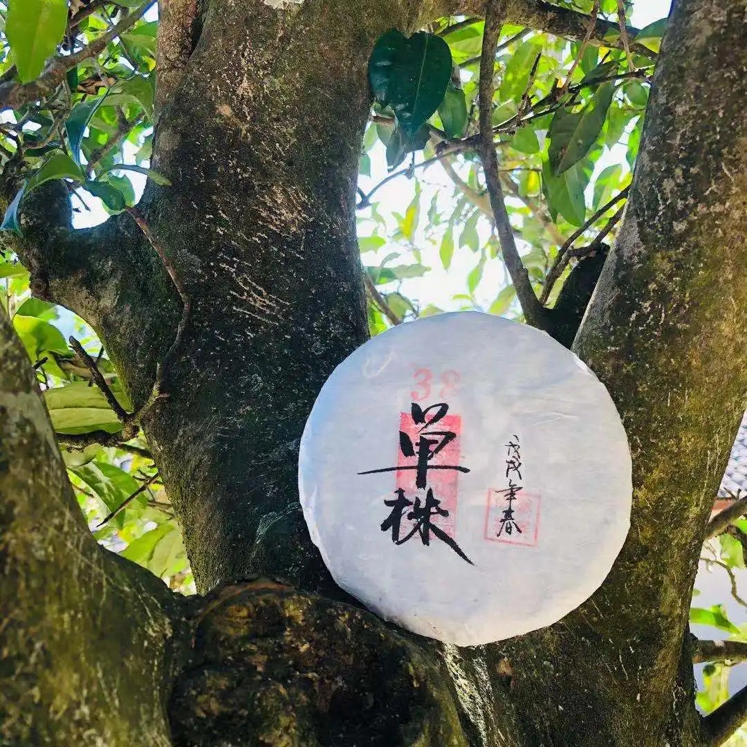 普洱茶單株是什么，好在哪里？