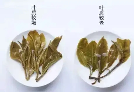 生普？熟普？如何挑選一款普洱茶？