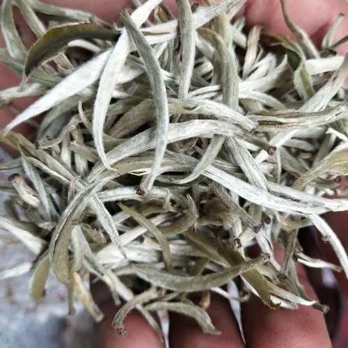 遇見月光白之美，存放四年云南古樹白茶