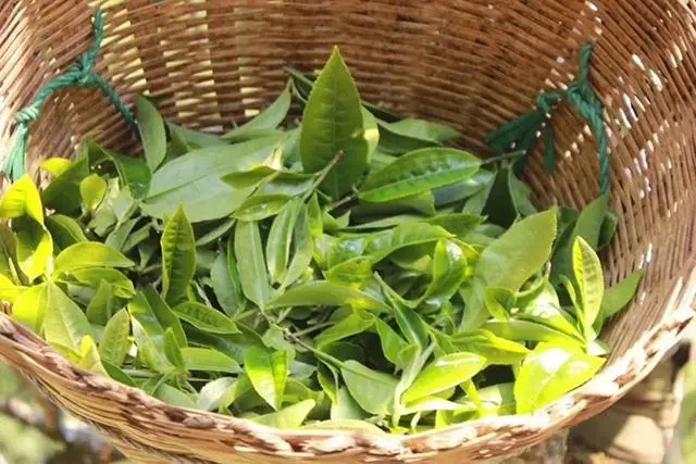 普洱茶3大核心產(chǎn)區(qū)，請(qǐng)好好收藏！