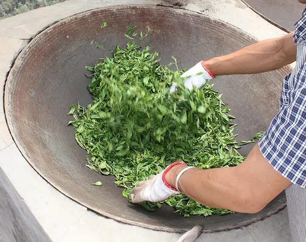 “殺青”是如何影響普洱茶品質(zhì)的？