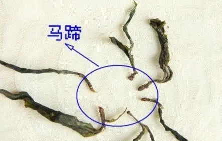 馬蹄竟然還能喝？普洱茶里的馬蹄你有了解過嗎？
