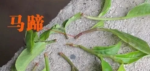 正確認(rèn)識普洱茶中的“馬蹄腳”