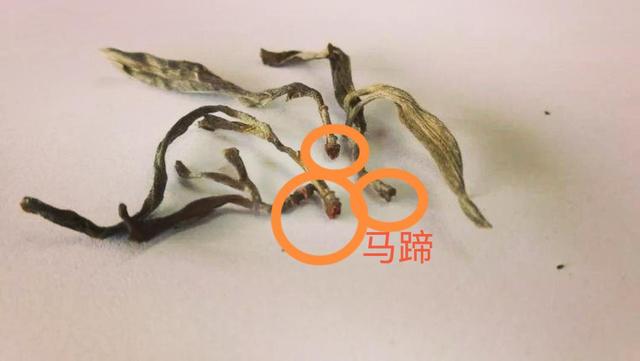 “馬蹄梗”多少跟季節(jié)有關(guān)系？