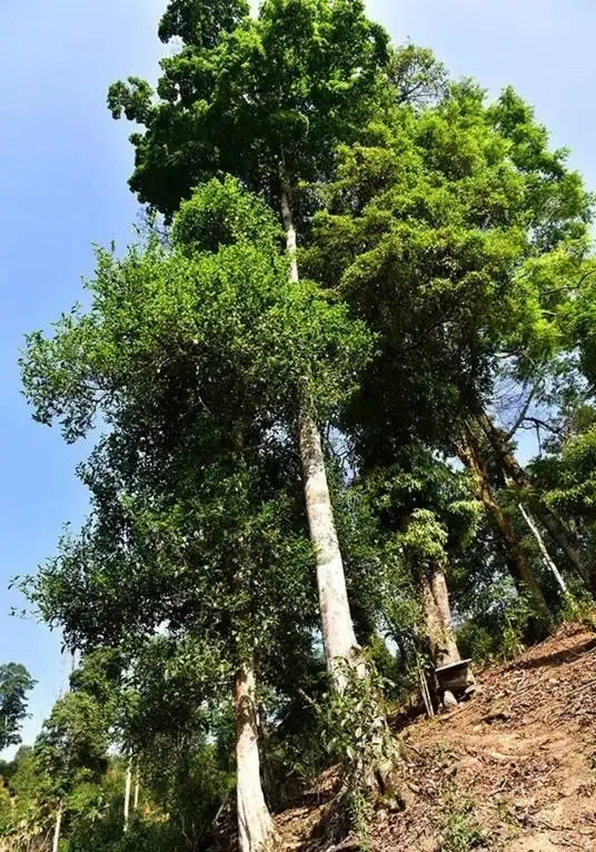 普洱茶概念中的“國有林”、“高桿古樹”是怎么樣的存在？