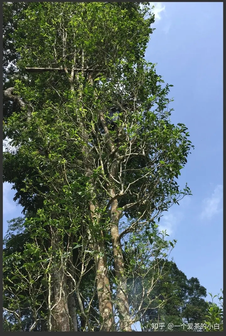 高桿古樹做成的普洱茶，憑什么紅遍大江南北？