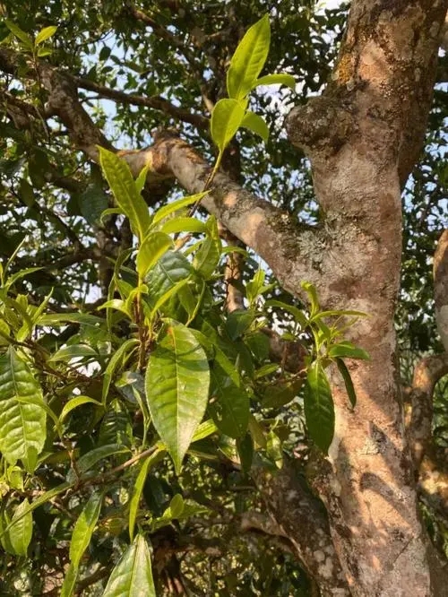 易武高桿 普洱長(zhǎng)頸？