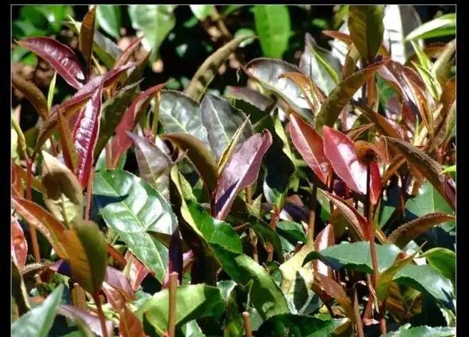 紫芽普洱茶真的都很珍貴嗎？這篇文章說到你心坎上了