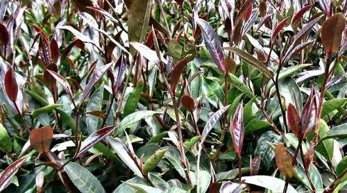 紫芽普洱是什么茶？