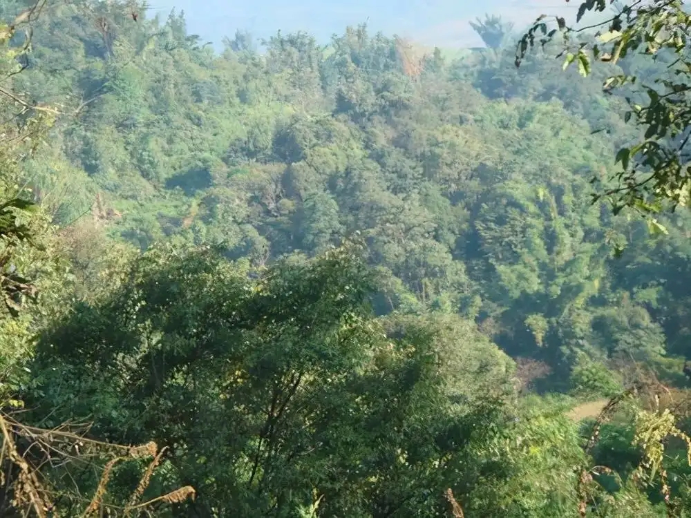 茶山紀(jì)實(shí)：再進(jìn)犀牛塘，不一樣的感覺；菁瑤可以預(yù)見的豐收年