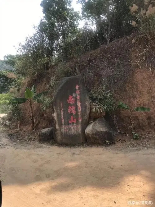 古茶第一村”，你見(jiàn)過(guò)這樣的茶樹嗎？