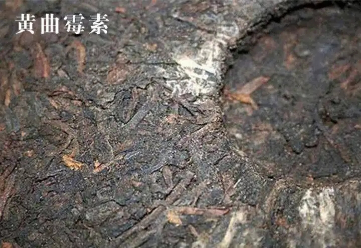 普洱茶有黃曲霉毒素，喝了會(huì)致癌？不黑不吹，咱用事實(shí)說(shuō)話