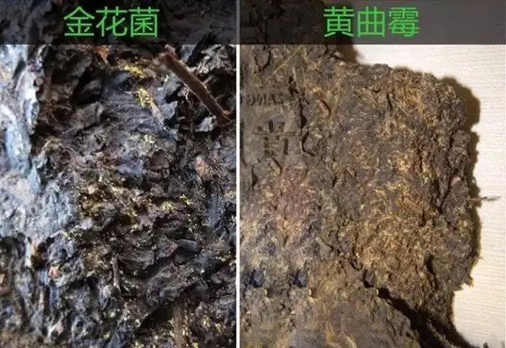 從普洱茶致癌論說開，再談普洱茶與黃曲霉毒素的關(guān)系。