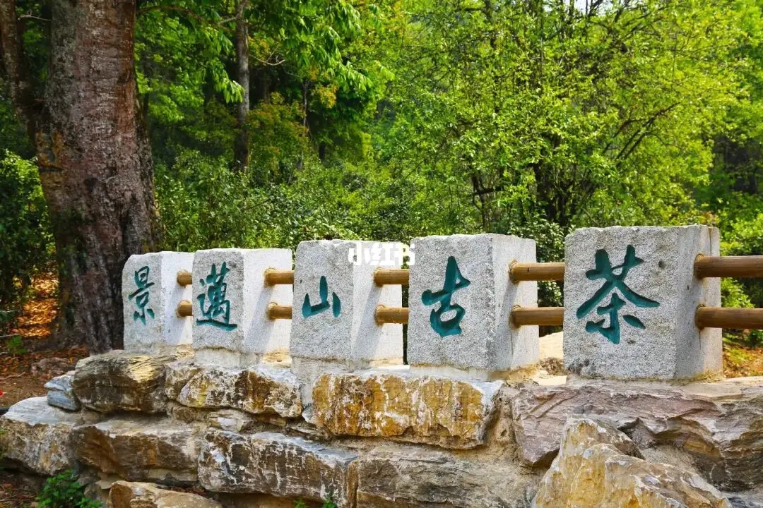 普洱茶的年份：新茶、老茶、中期茶、印級茶、古董茶