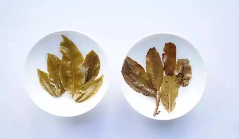 普洱茶的九種山寨版本，喜歡普洱茶的一定要看