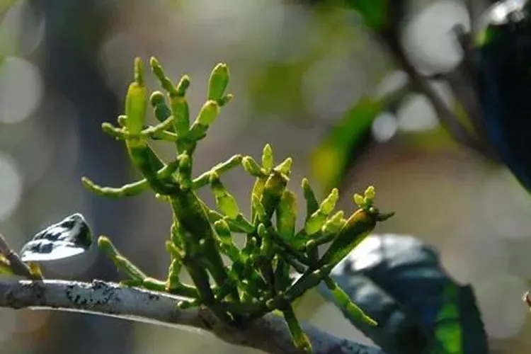 什么是螃蟹腳？茶界的螃蟹腳可能和你想的不一樣！