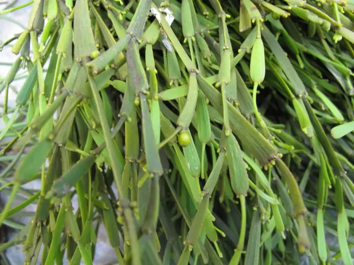 普洱茶中的“螃蟹腳”，到底是什么？如何辨別？