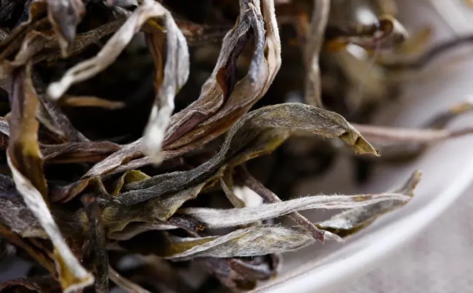 普洱茶樹生長的海拔越高，品質(zhì)就越好嗎？