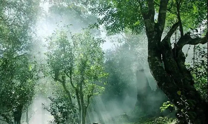 獨有神韻的瀾滄景邁古樹茶！