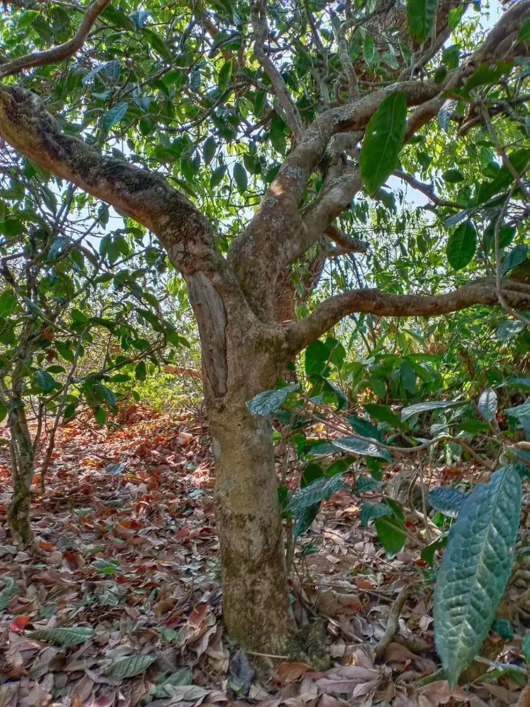 一山一韻，普洱茶的山韻