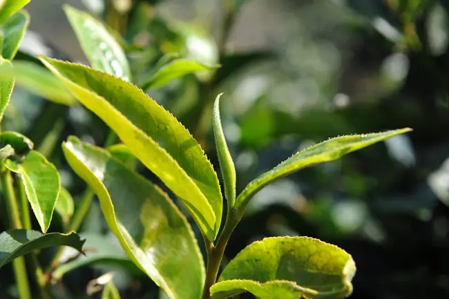 普洱茶“山野氣韻”如何形成？