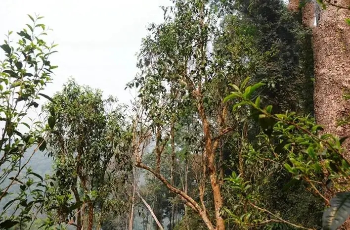 易武白茶園 | 量少珍稀古樹茶、易武茶中的佼佼者~香揚(yáng)水柔有內(nèi)質(zhì)