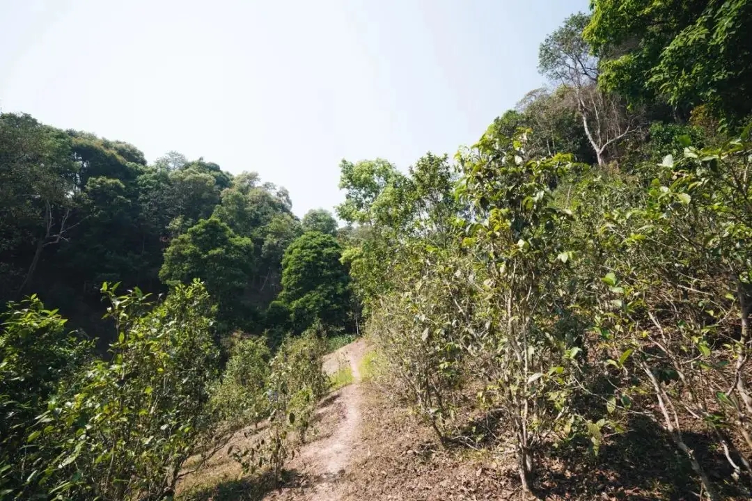 易武荒韻， 秘境白茶園