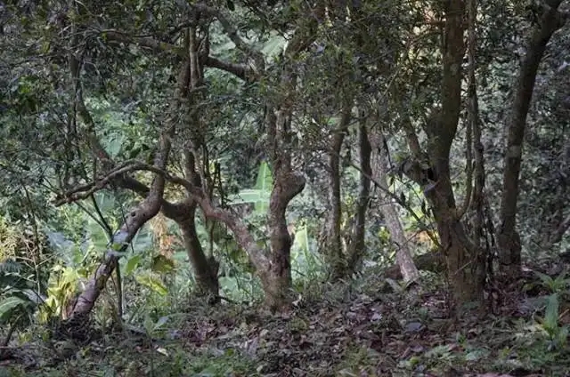 一山一味，山頭茶存在的意義究竟是什么？