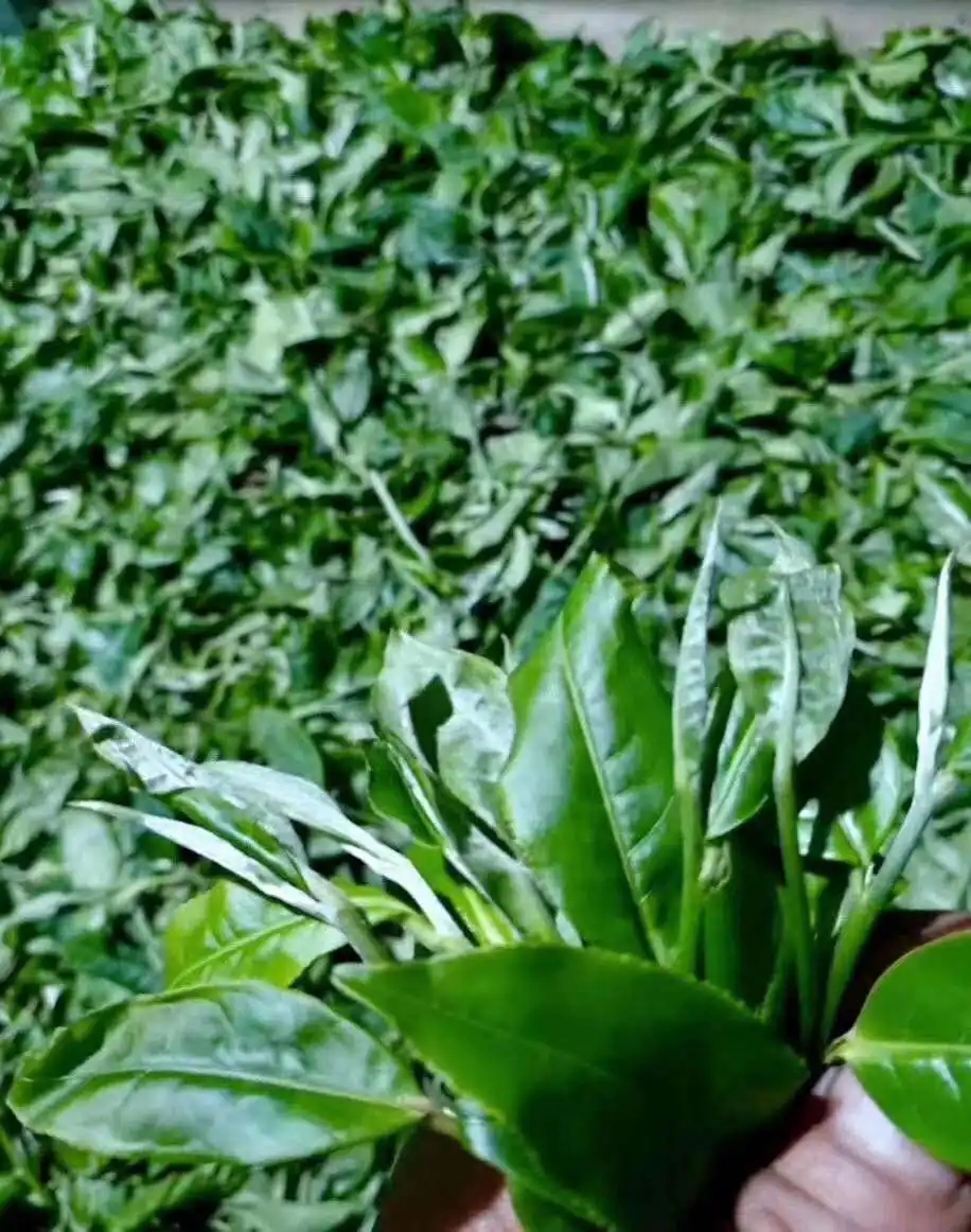 【答疑解惑】關(guān)于勐庫(kù)大葉種，你了解多少？