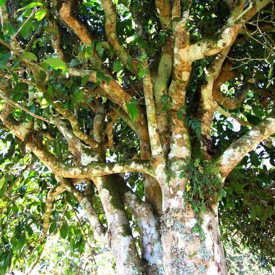 來自易武秘境的至味臻品！氣韻強勁，余韻深邃，一口喚醒你的味蕾~