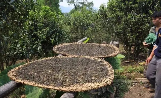 顛覆認(rèn)知！普洱茶的傳統(tǒng)工藝究竟是什么？
