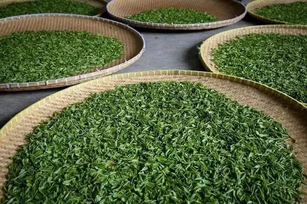 傳統(tǒng)普洱茶殺青工藝原理，專家們是這樣說(shuō)的