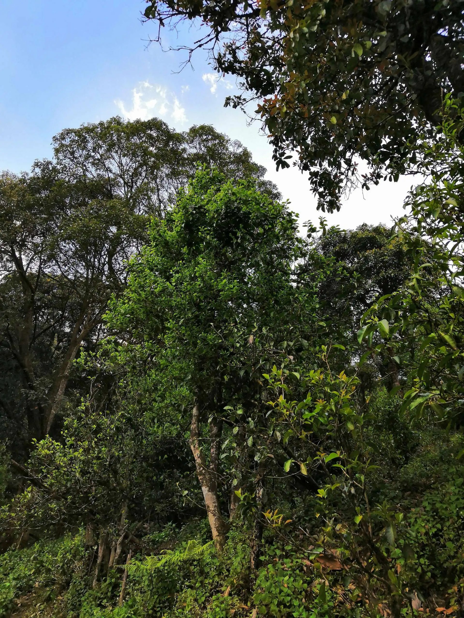 古樹茶的市場，未來該如何發(fā)展？