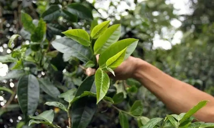 云南大葉種和小葉種是一個品種嗎？兩者有何優(yōu)勢？