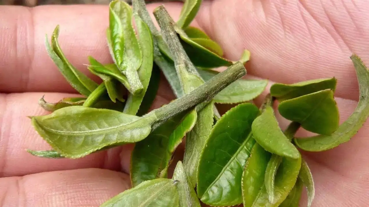 云南大葉種曬青毛茶，是什么茶？