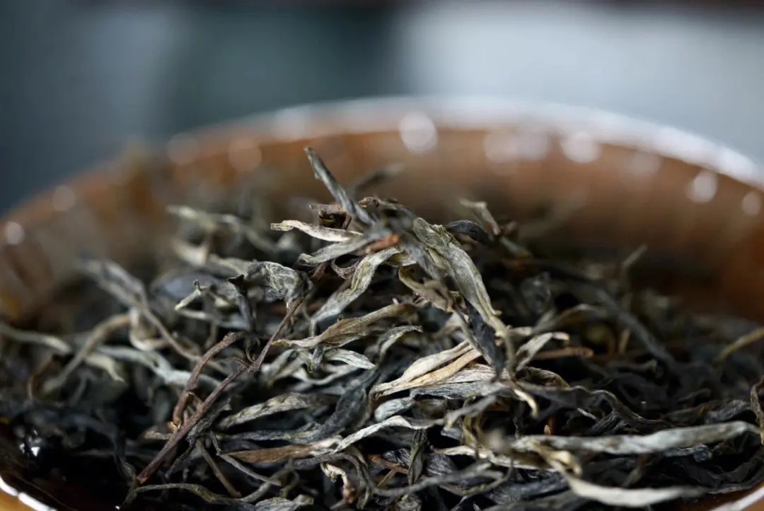 2023年老班章古樹春茶口感！