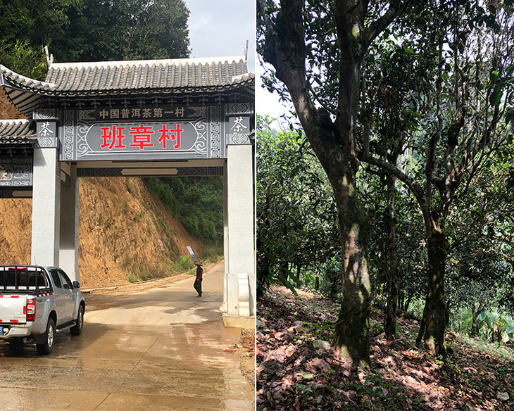 2023年新班章古樹春茶品質(zhì)怎么樣？