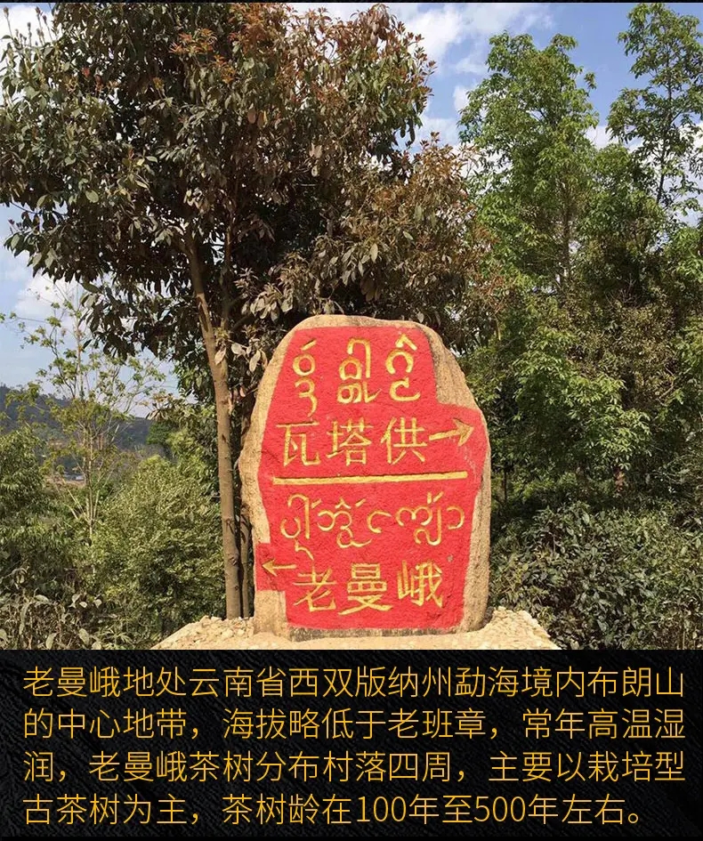 2023年老曼峨古樹春茶口感？