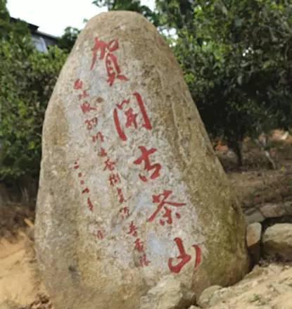 2023年賀開古樹春茶品質如何？