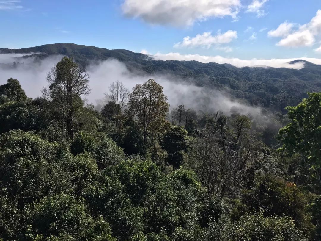 2023年賀開古樹春茶特點是什么？