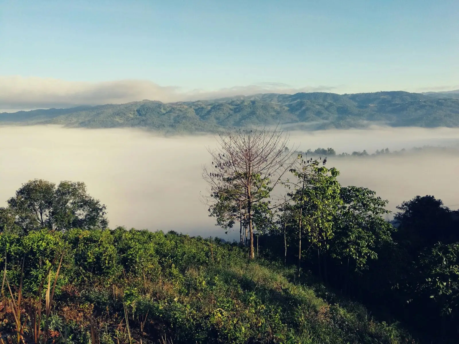 2023年賀開古樹春茶價格是多少？