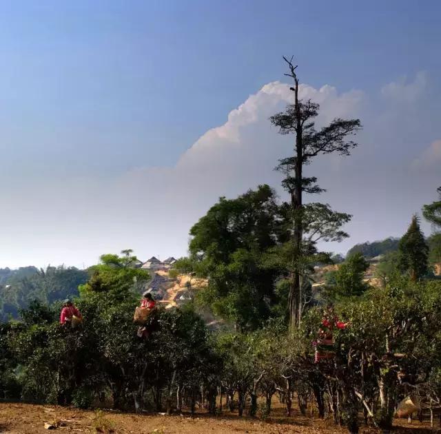 2023年賀開古樹春茶多少錢一公斤？