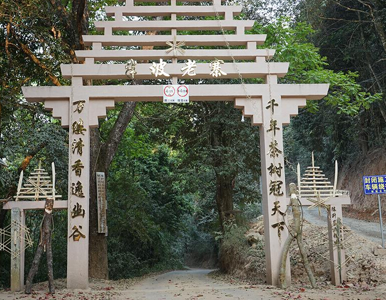 2023年半坡老寨古樹春茶品質(zhì)？