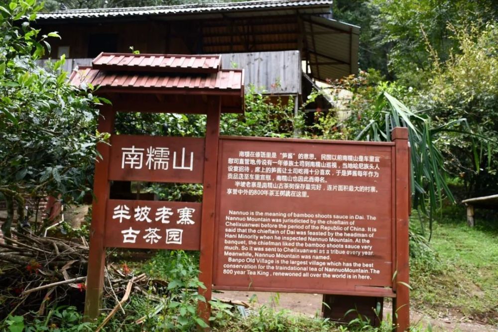 2023年半坡老寨古樹春茶口感是什么？