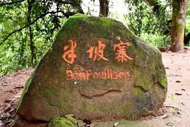 2023年半坡老寨古樹春茶價(jià)格是多少？