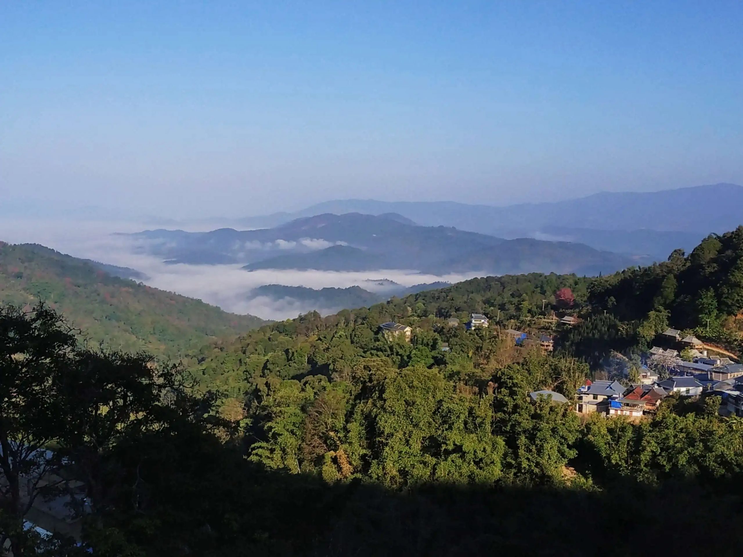 2023年南糯山古樹春茶口感如何？