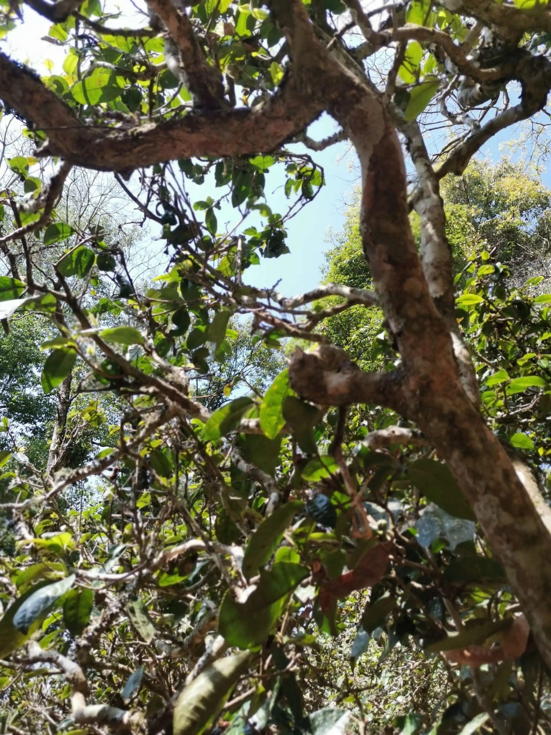 2023年那卡古樹春茶特點是什么？