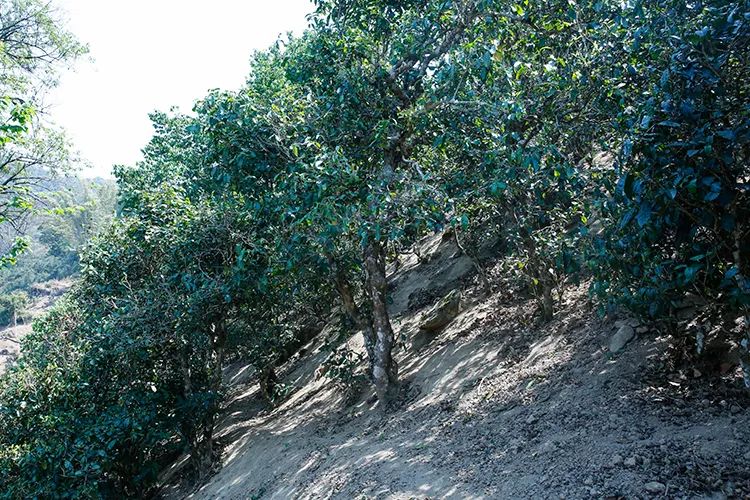 2023年那卡古樹春茶價(jià)格是多少？