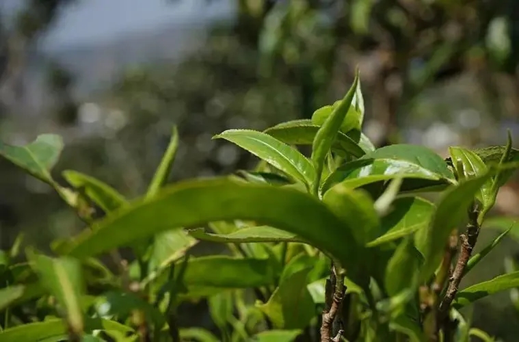 2023年那卡古樹春茶多少錢一公斤？